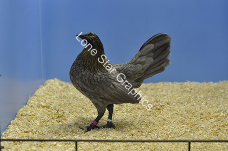 AC7_1036