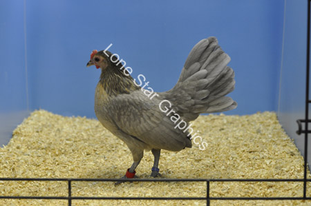 AC9_1217